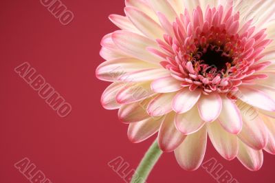 close-ups of lovely gerbera isolated