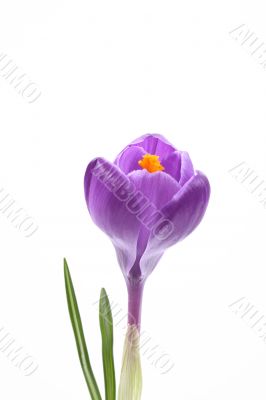 spring!