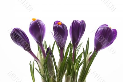 spring!