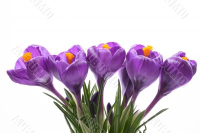 spring!