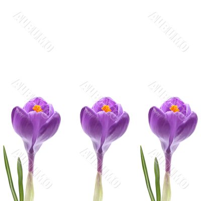 spring!