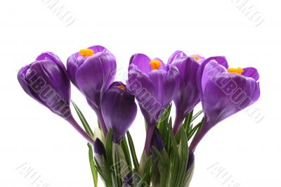 spring!