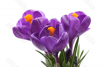 spring!