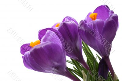 spring!