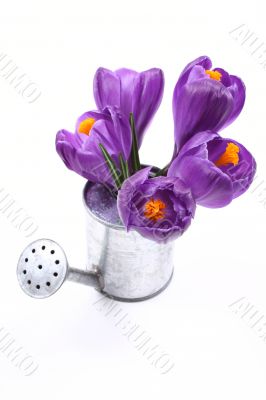 spring!