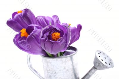 spring!