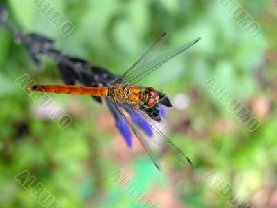 Dragonfly-upper view
