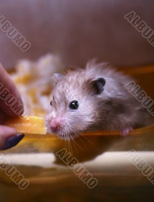 Grey hamster