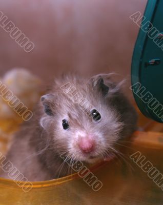 Grey hamster