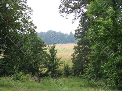 View to the Field