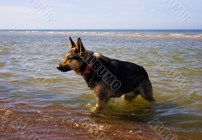 Dog in the sea