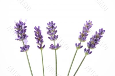 lavender