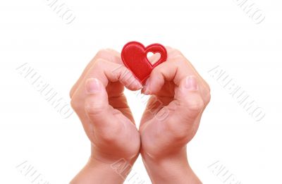 two hands with red heart isolated on white