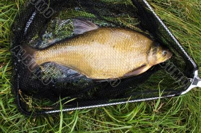 Golden Bream