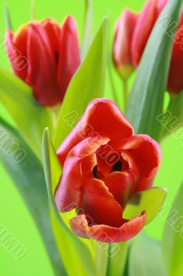 spring