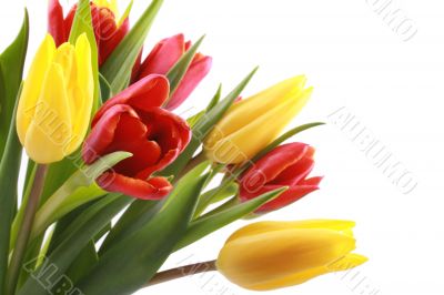 tulips
