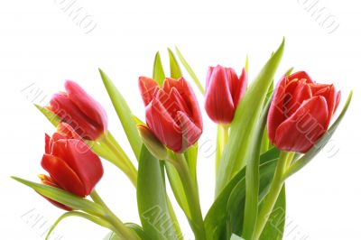tulips