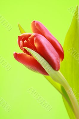spring