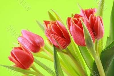 spring