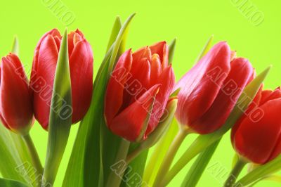 spring