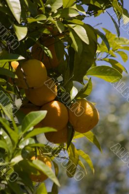 orange on background sky