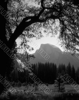 Half Dome Branch