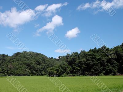 Rice field,forest and blue cloudy sky