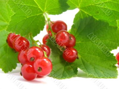branch of rype by red currant