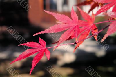 Red mapple leaves