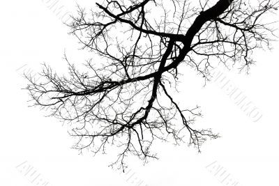 Big tree on sky background