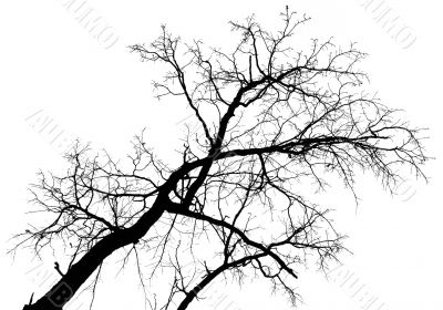 Big tree against sky
