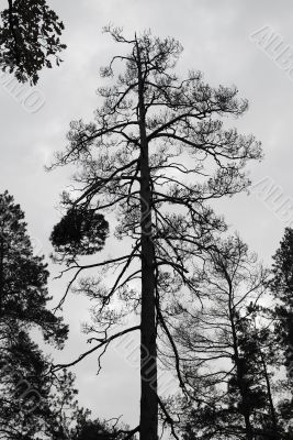 Big pine tree on grey sky background