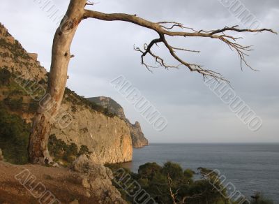 Sea before sunset. Cape with lonely pine tree.