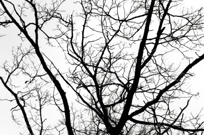 Big tree against sky