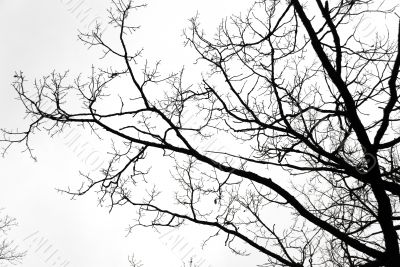 Big tree against sky