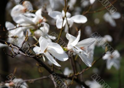 Magnolia blossoming in Kiev Botanic garden