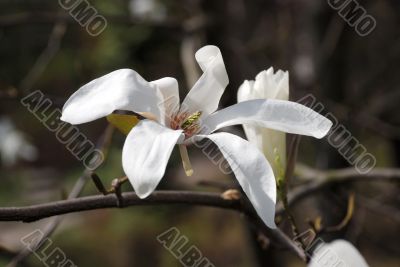 Magnolia blossoming in Kiev Botanic garden