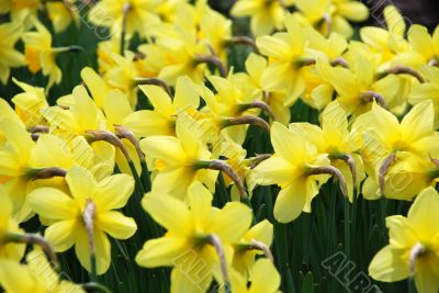 Flowers yellow narcissus