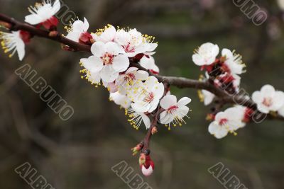 white cherry tree flowers