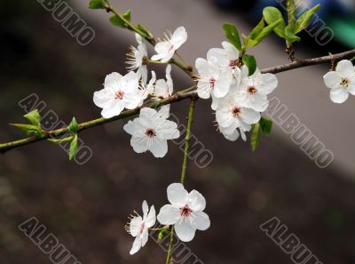 white cherry tree flowers