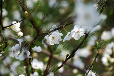 White cherry tree flowers