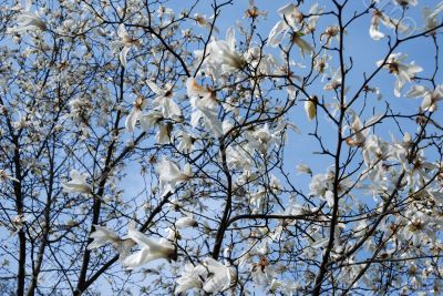 Magnolia blossoming in Kiev Botanic garden