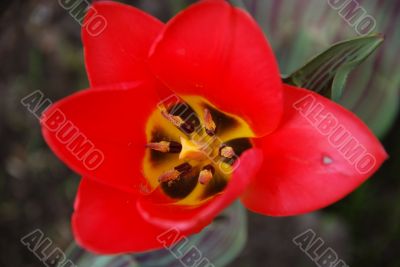 Tulip flower blossoming in Kiev Botanic garden