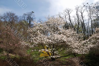 Magnolia blossoming in Kiev Botanic garden