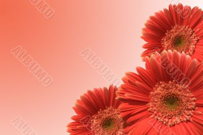 Card with flowers