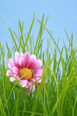 spring time