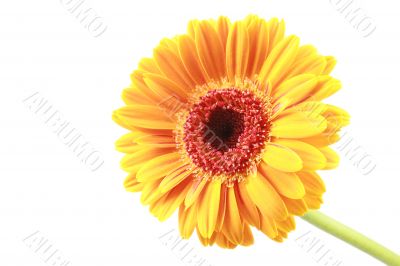 bright