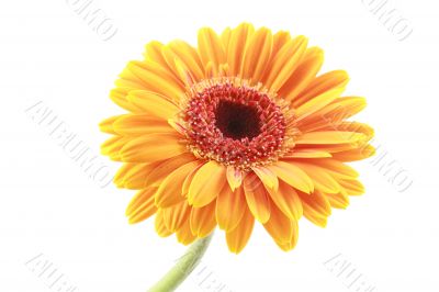 bright