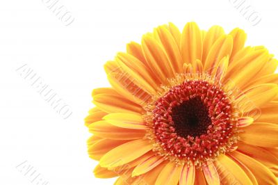 bright