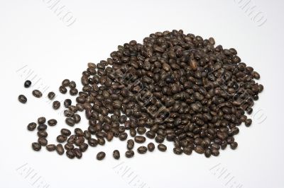 Beans in white 4